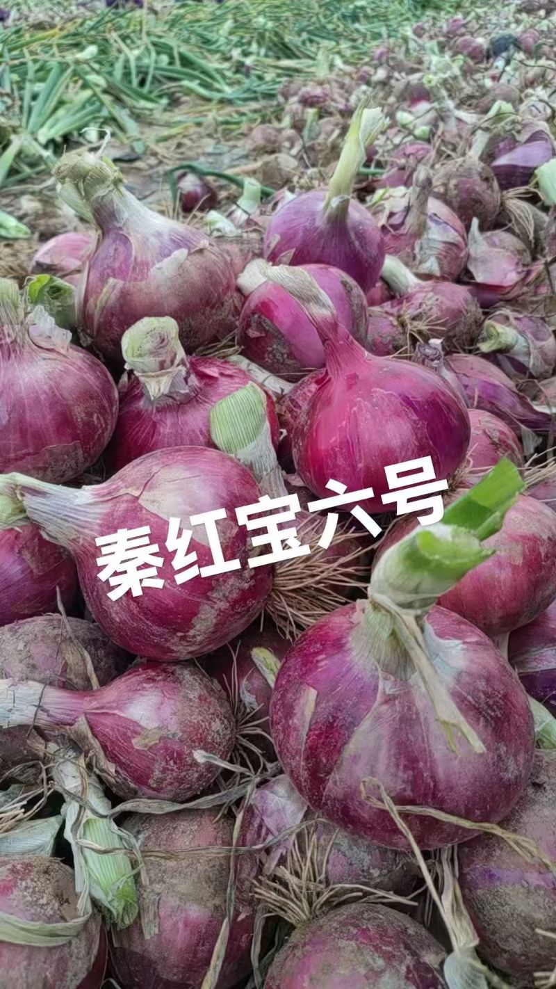 甘肃秦红宝洋葱大量上市诚信经营/保质保量价格公道量大从优