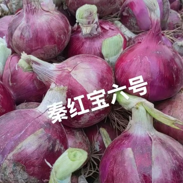 甘肃秦红宝洋葱大量上市诚信经营/保质保量价格公道量大从优