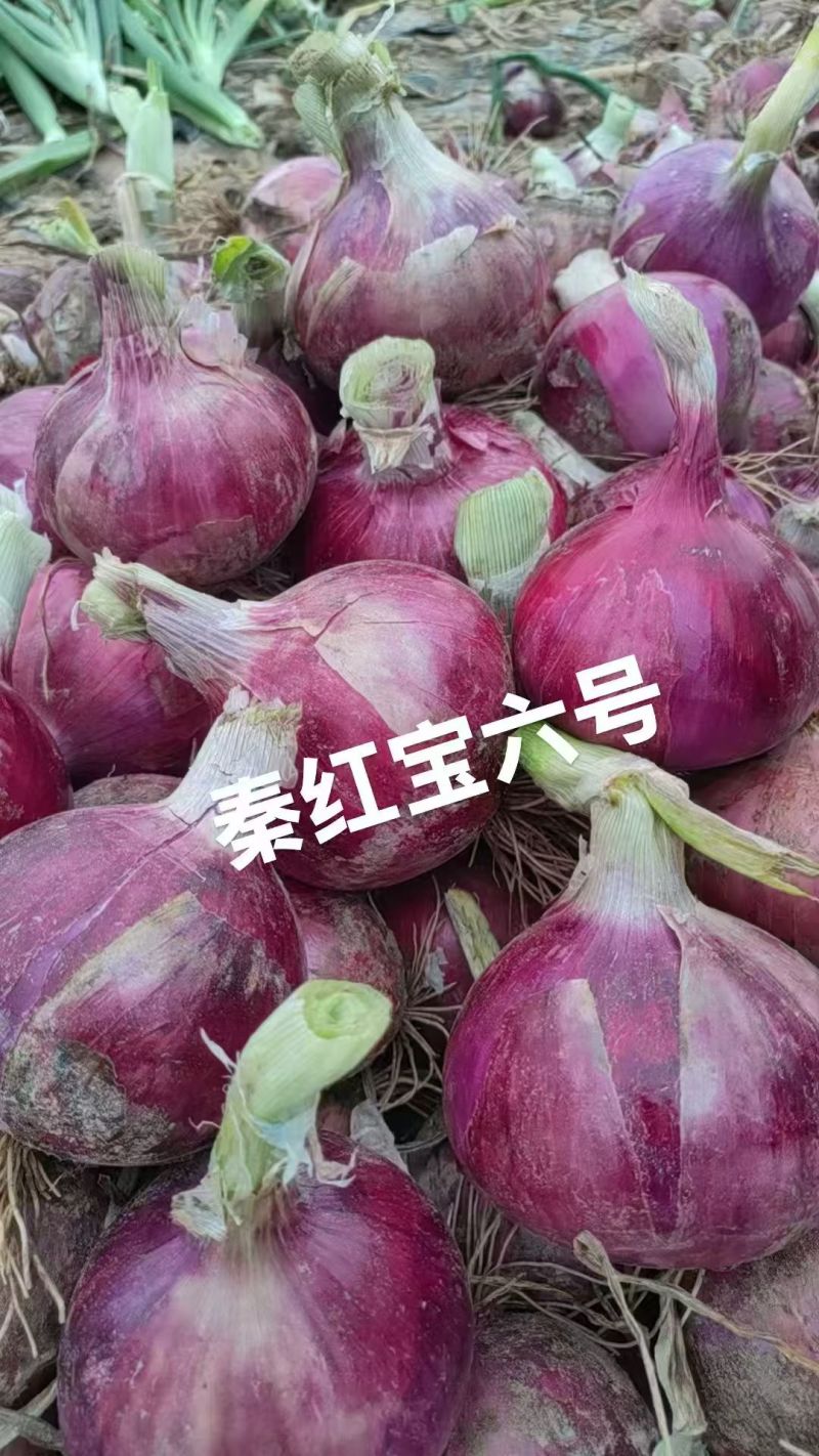 甘肃秦红宝洋葱大量上市诚信经营/保质保量价格公道量大从优