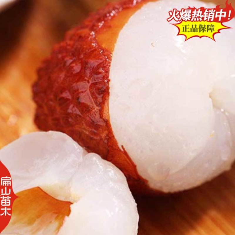 漳州三月红早熟荔枝苗60-100cm中大杯苗地径1CM
