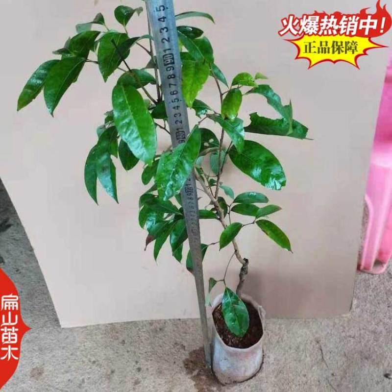漳州三月红早熟荔枝苗60-100cm中大杯苗地径1CM