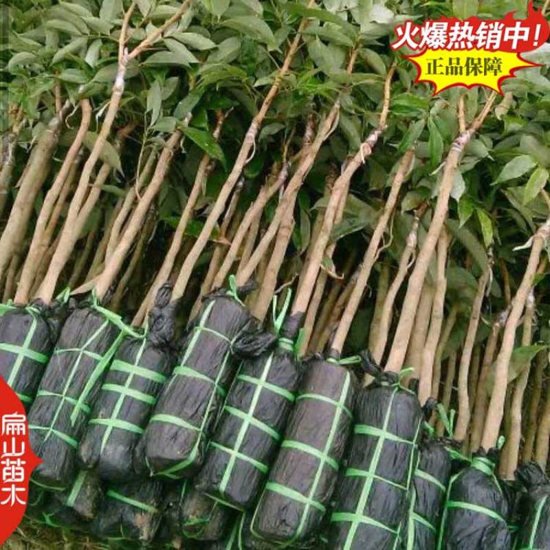 漳州三月红早熟荔枝苗60-100cm中大杯苗地径1CM