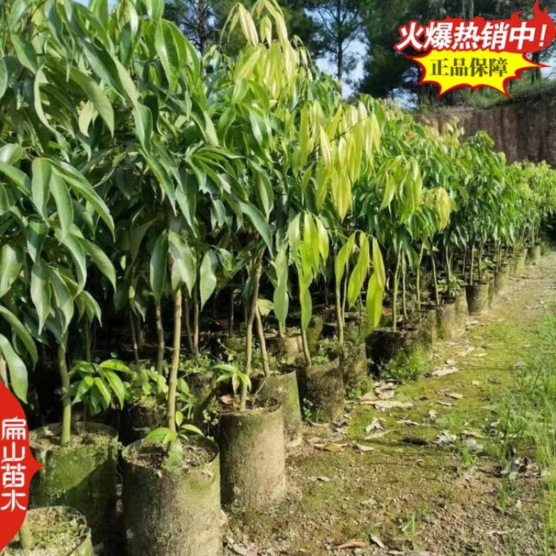 漳州三月红早熟荔枝苗60-100cm中大杯苗地径1CM