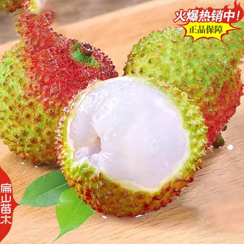 漳州三月红早熟荔枝苗60-100cm中大杯苗地径1CM