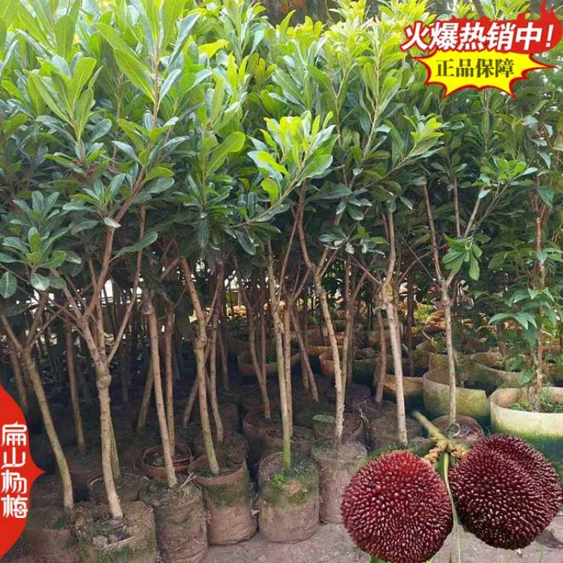 买嫁接早熟小杯杨梅苗福建漳州东魁水晶东魁大黑炭20杯