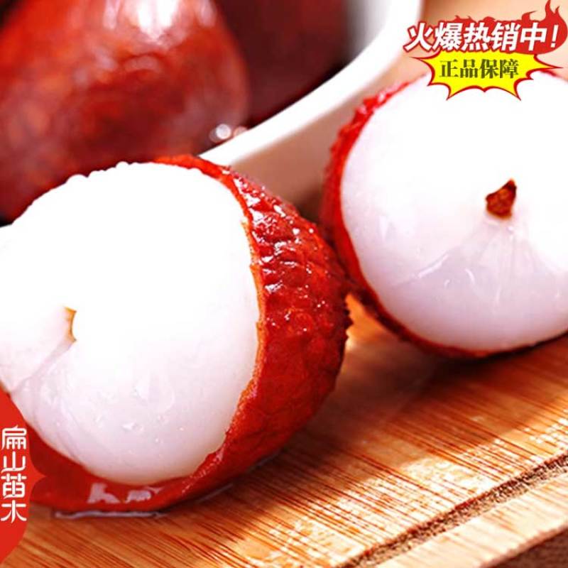 泰国晚熟进口荔枝苗早熟无核糯米糍台湾荔枝苗批发1.5M