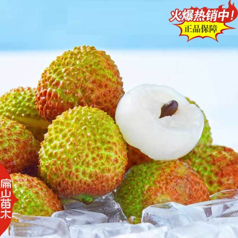 泰国晚熟进口荔枝苗早熟无核糯米糍台湾荔枝苗批发1.5M