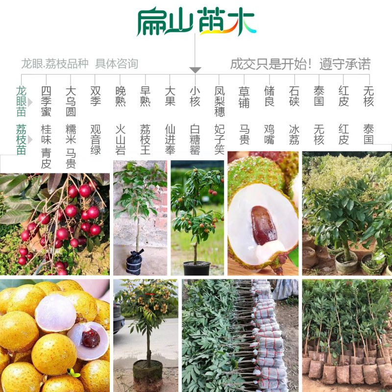 福建带花苞妃子笑荔枝树苗批发今年挂果马贵荔枝中杯苗1米