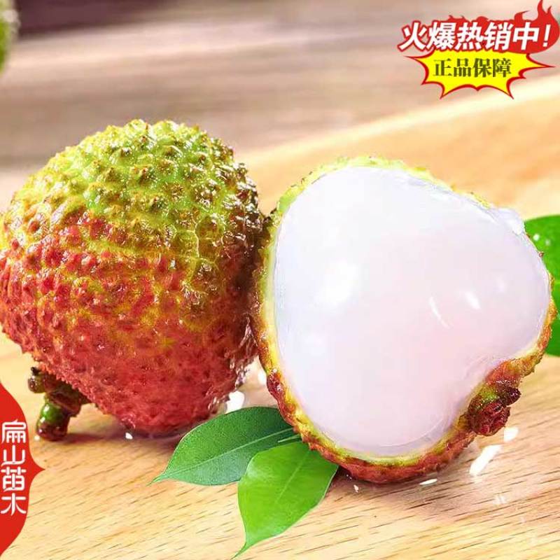 福建带花苞妃子笑荔枝树苗批发今年挂果马贵荔枝中杯苗1米