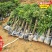 福建带花苞妃子笑荔枝树苗批发今年挂果马贵荔枝中杯苗1米