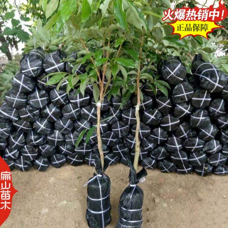 福建带花苞妃子笑荔枝树苗批发今年挂果马贵荔枝中杯苗1米