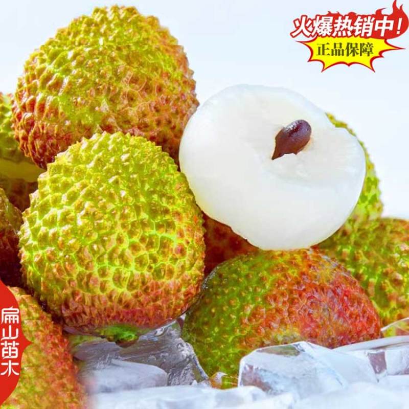 钦州红皮荔枝树苗广西嫁接荔枝王树苗杯苗60-90cm