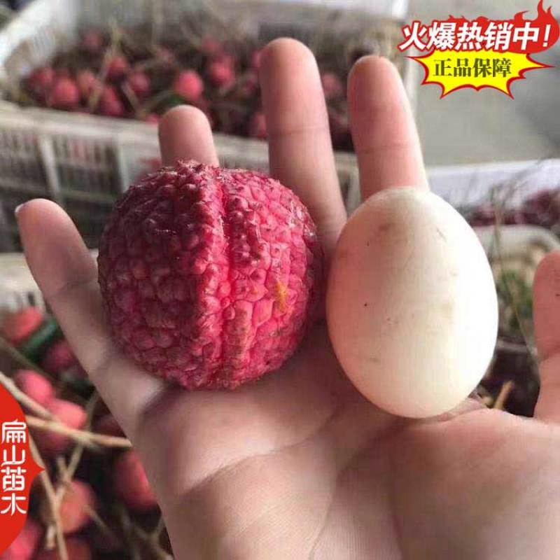 钦州红皮荔枝树苗广西嫁接荔枝王树苗杯苗60-90cm
