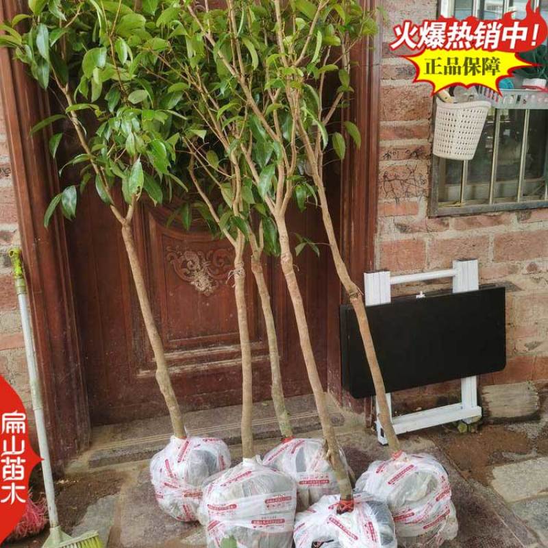 钦州红皮荔枝树苗广西嫁接荔枝王树苗杯苗60-90cm