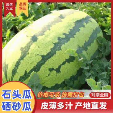 宁夏西瓜硒砂瓜石头瓜产地直销量大质优价格优惠采购