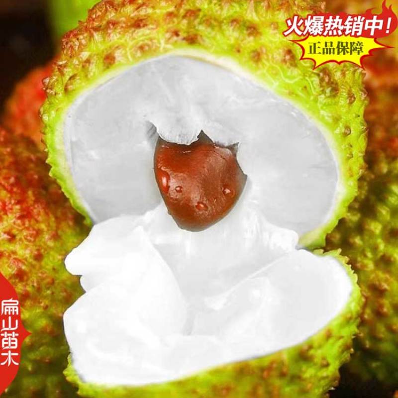 当年挂果广东茂名白糖罂浙江冰荔荔枝树苗中杯果大10万珠