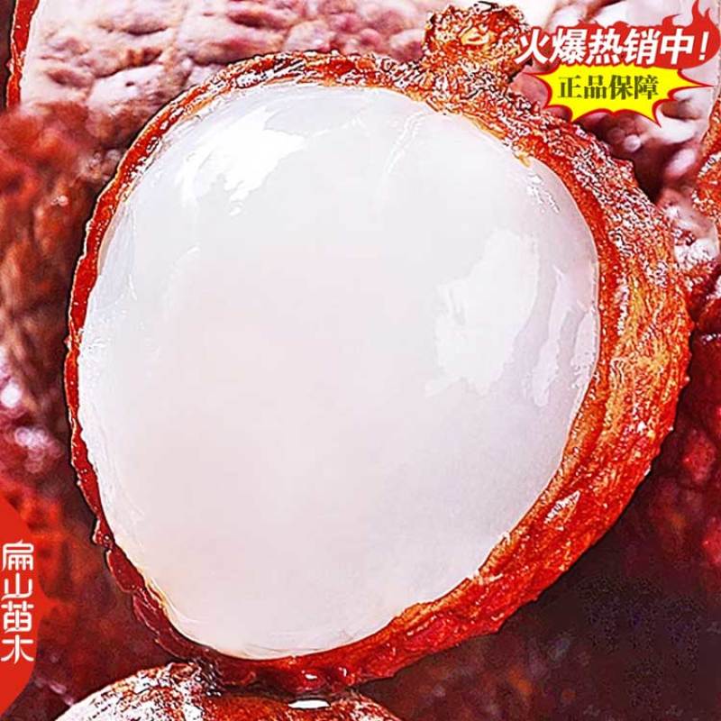 当年挂果广东茂名白糖罂浙江冰荔荔枝树苗中杯果大10万珠