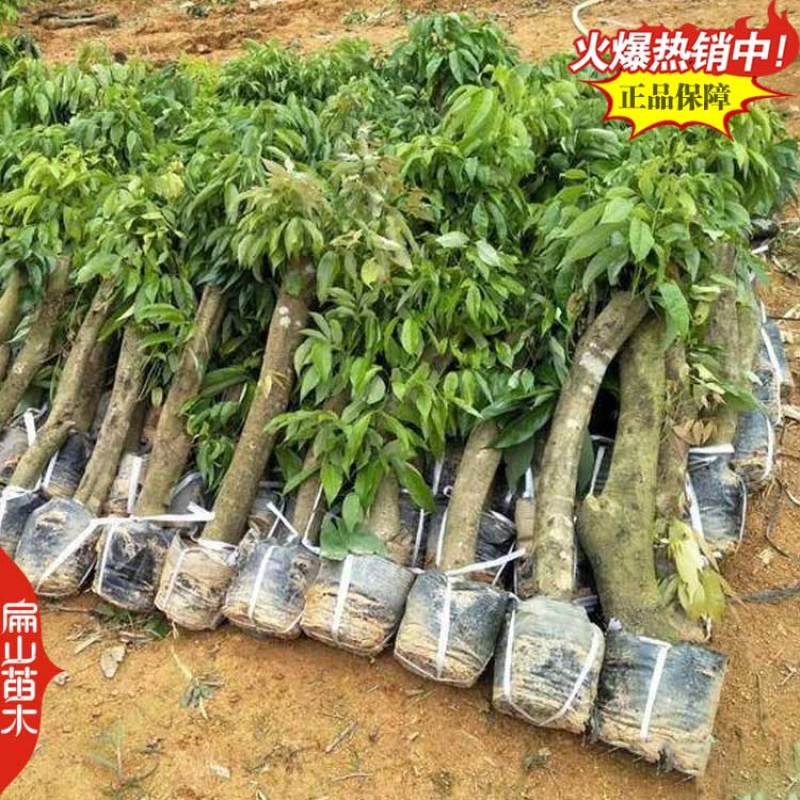 当年挂果广东茂名白糖罂浙江冰荔荔枝树苗中杯果大10万珠