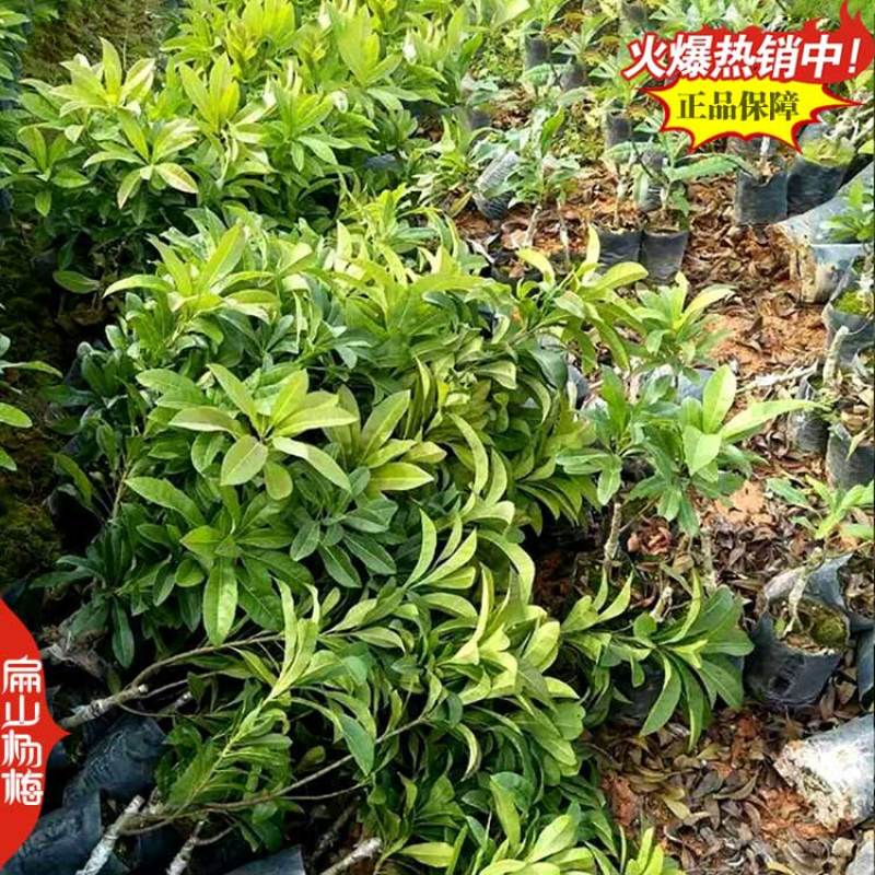 今年上海已挂果荸荠乌酥杨梅苗明年结果东魁杨梅苗60CM