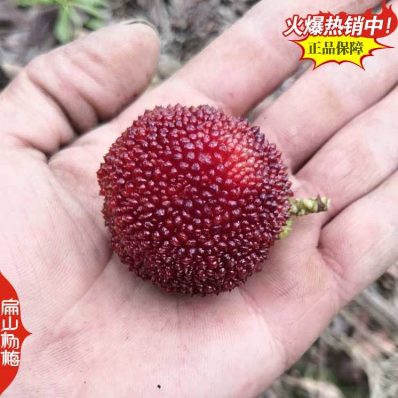 今年上海已挂果荸荠乌酥杨梅苗明年结果东魁杨梅苗60CM