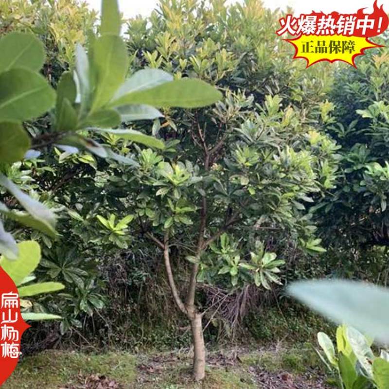 今年上海已挂果荸荠乌酥杨梅苗明年结果东魁杨梅苗60CM