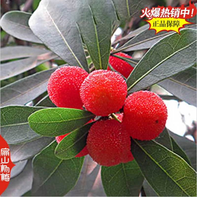 今年上海已挂果荸荠乌酥杨梅苗明年结果东魁杨梅苗60CM