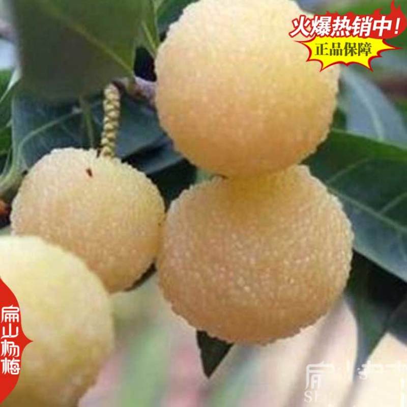 贵州高杆杨梅苗批发白杨梅中大小杯苗水晶营养袋装苗3年