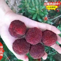 贵州高杆杨梅苗批发白杨梅中大小杯苗水晶营养袋装苗3年