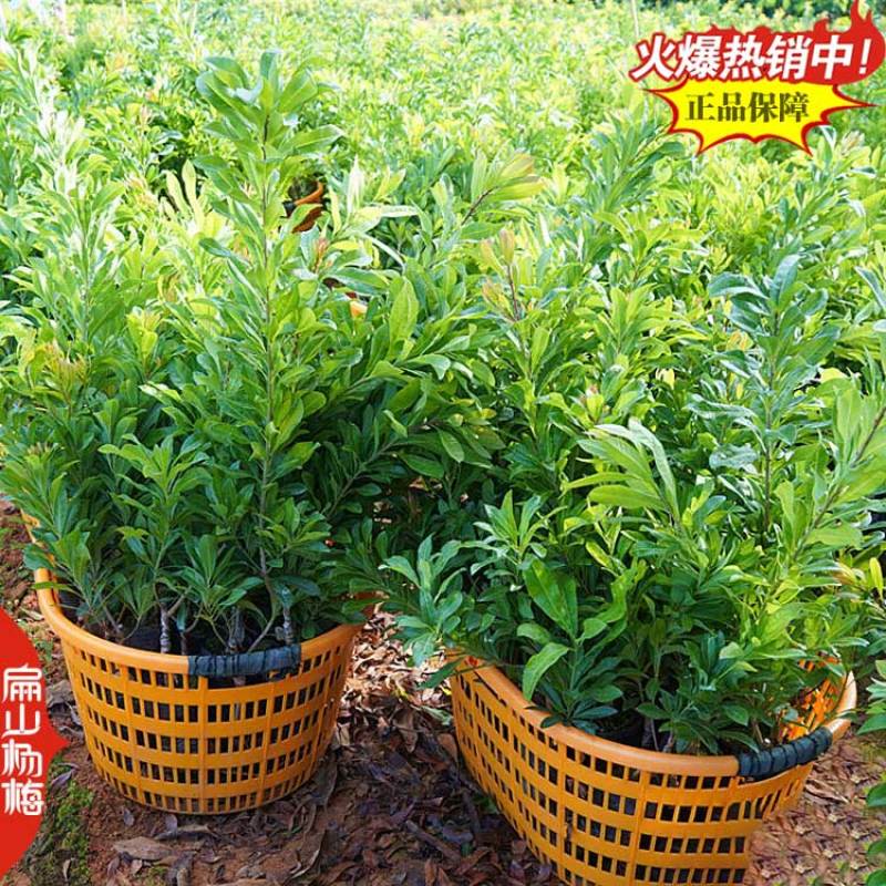贵州高杆杨梅苗批发白杨梅中大小杯苗水晶营养袋装苗3年