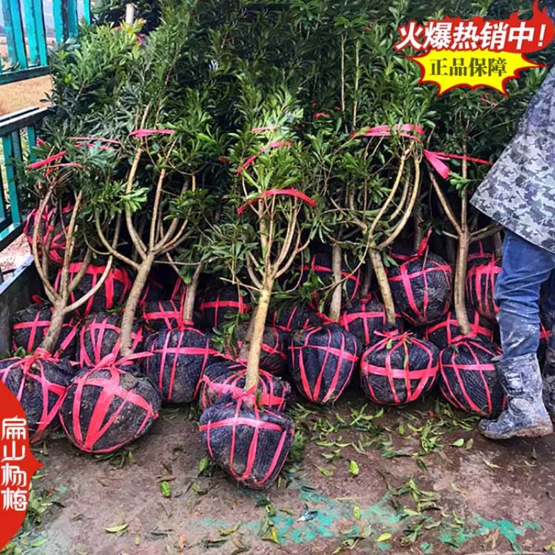 贵州高杆杨梅苗批发白杨梅中大小杯苗水晶营养袋装苗3年