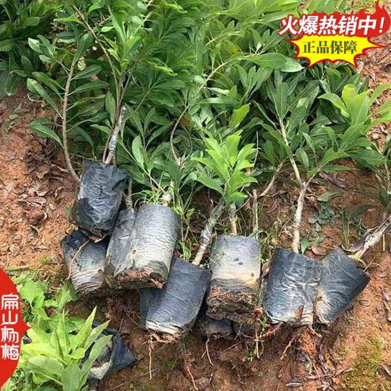 贵州高杆杨梅苗批发白杨梅中大小杯苗水晶营养袋装苗3年