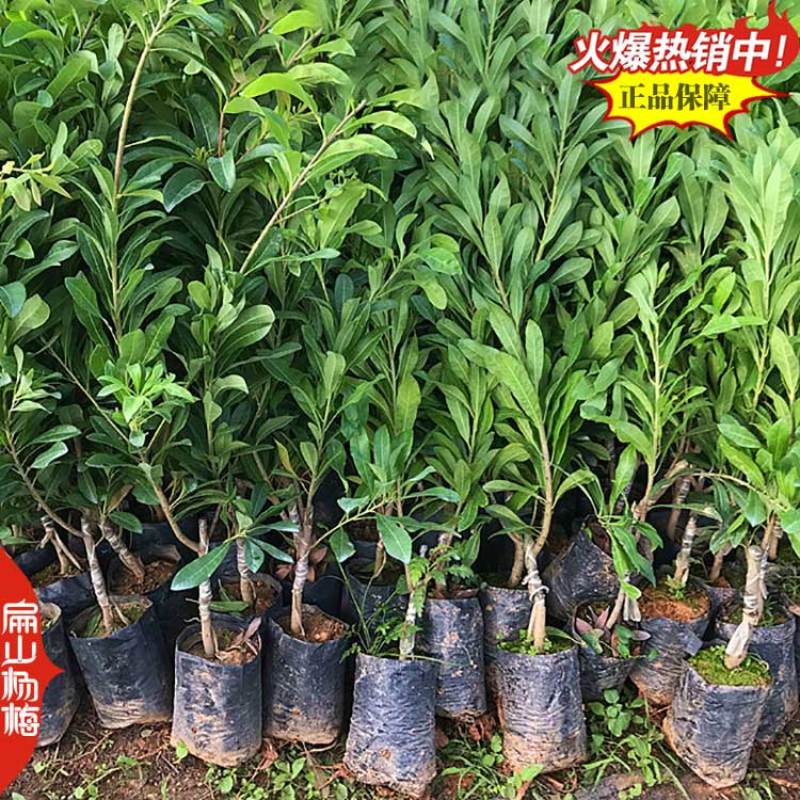 浙江白沙杨梅中杯苗批发台州仙居东魁2号杨梅苗80CM
