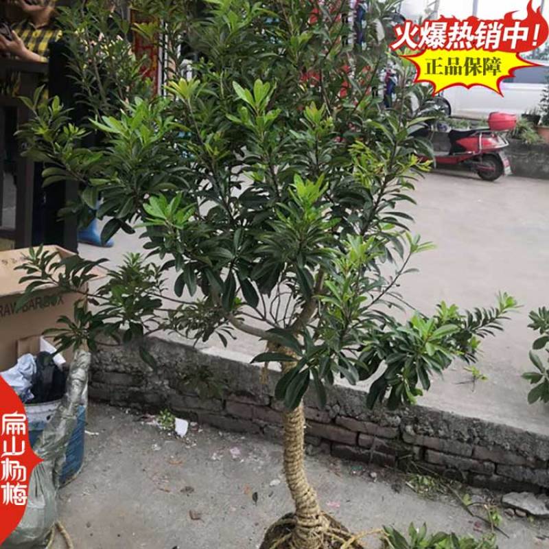 浙江白沙杨梅中杯苗批发台州仙居东魁2号杨梅苗80CM