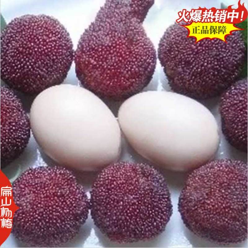 又大又黑的湖北杨梅苗新品种白水晶小大黑炭小杯苗40CM
