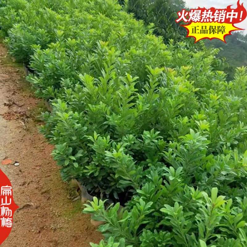 又大又黑的湖北杨梅苗新品种白水晶小大黑炭小杯苗40CM