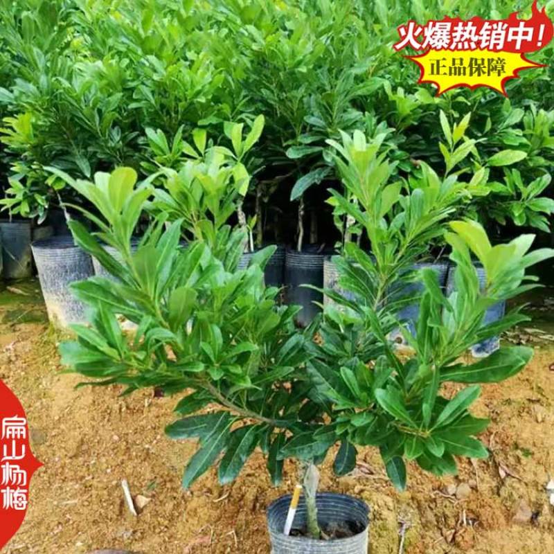 又大又黑的湖北杨梅苗新品种白水晶小大黑炭小杯苗40CM