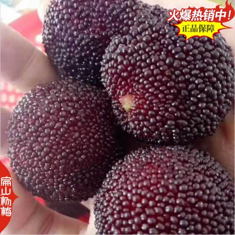又大又黑的湖北杨梅苗新品种白水晶小大黑炭小杯苗40CM