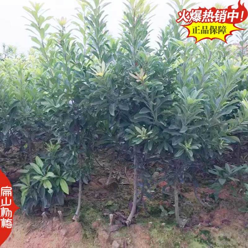 又大又黑的湖北杨梅苗新品种白水晶小大黑炭小杯苗40CM