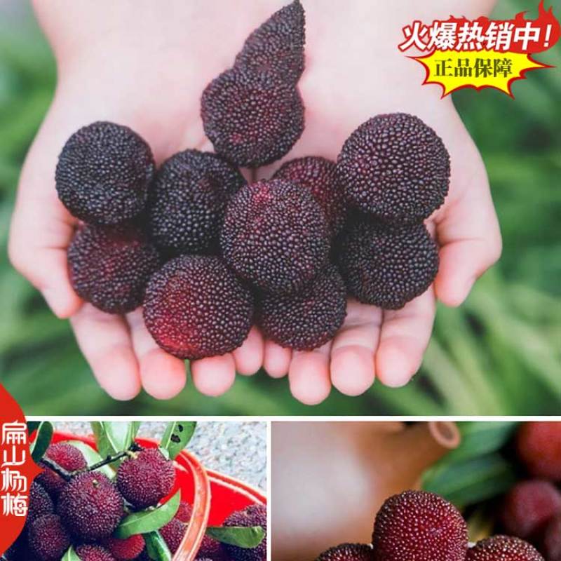 江苏2025新品杨梅苗晚熟水晶黑高峰荸荠丁岙80万珠