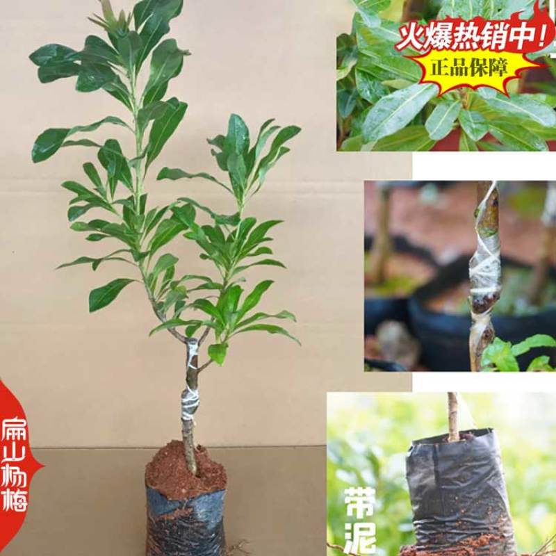 江苏2025新品杨梅苗晚熟水晶黑高峰荸荠丁岙80万珠