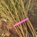 中威二号红毛桃6月上中旬产量高耐储运的桃树苗