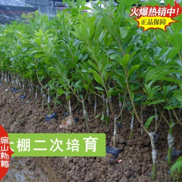 没有嫁接成功的福建杨梅小杯苗直实生种子杨梅树苗18万珠