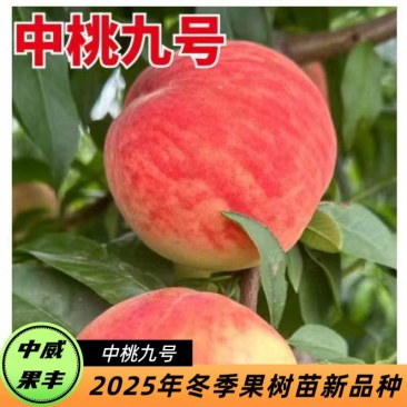 中桃9号六月中旬成熟硬溶质自花结实丰产耐储运的桃树苗