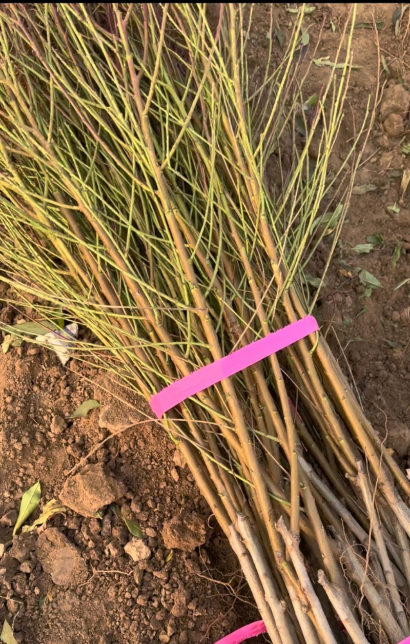 中桃9号六月中旬成熟硬溶质自花结实丰产耐储运的桃树苗