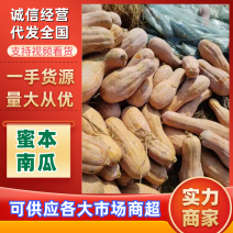 【热卖】蜜本南瓜湖北南瓜襄阳南瓜口感香甜量大从优