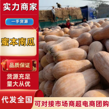 蜜本南瓜湖北襄阳南瓜产地一手货源服务周到品质保障
