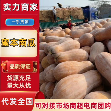 蜜本南瓜湖北襄阳南瓜产地一手货源服务周到品质保障