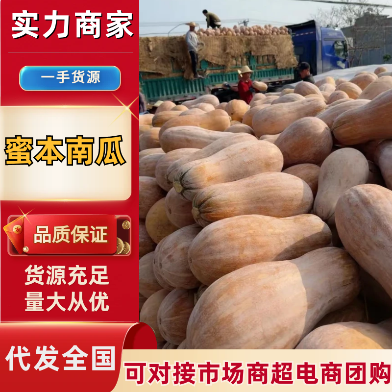 蜜本南瓜湖北襄阳南瓜产地一手货源服务周到品质保障