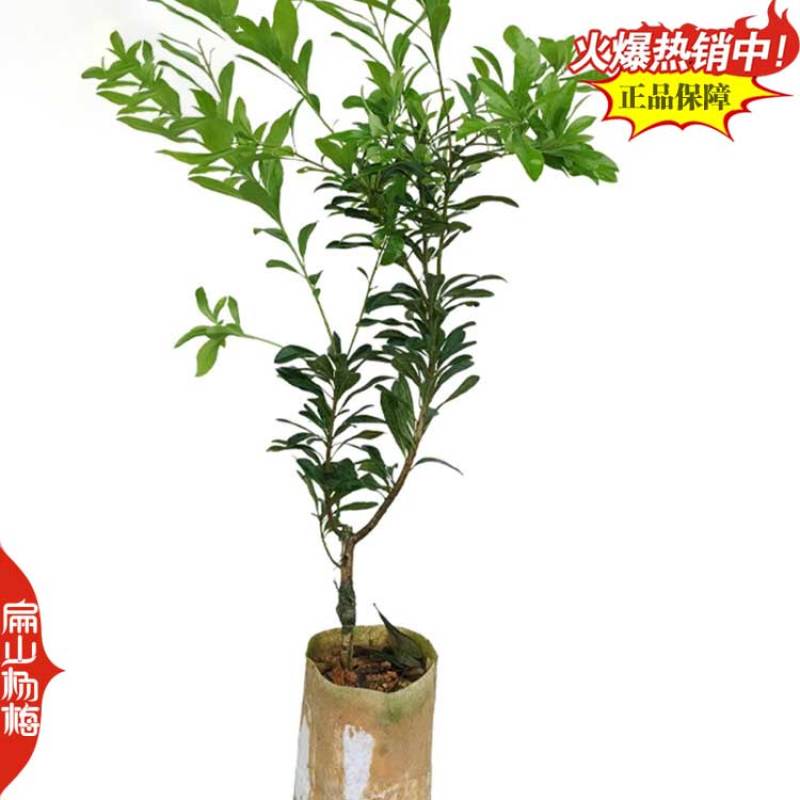高压米径杨梅树苗福建基地地径3-5-2-8-10公分