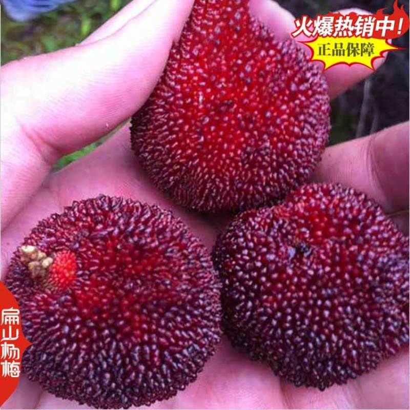 高压米径杨梅树苗福建基地地径3-5-2-8-10公分